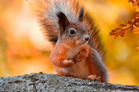 Herbstferien 2022 Eichhörnchen 2560